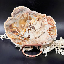 Load image into Gallery viewer, Fossilised Wood Slab Raw Crystal Rock
