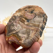 Load image into Gallery viewer, Petrified Wood Fossilised Wood Crystal Slab Raw Stone
