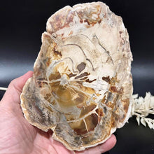 Load image into Gallery viewer, Fossilised Wood Slab Raw Crystal Rock
